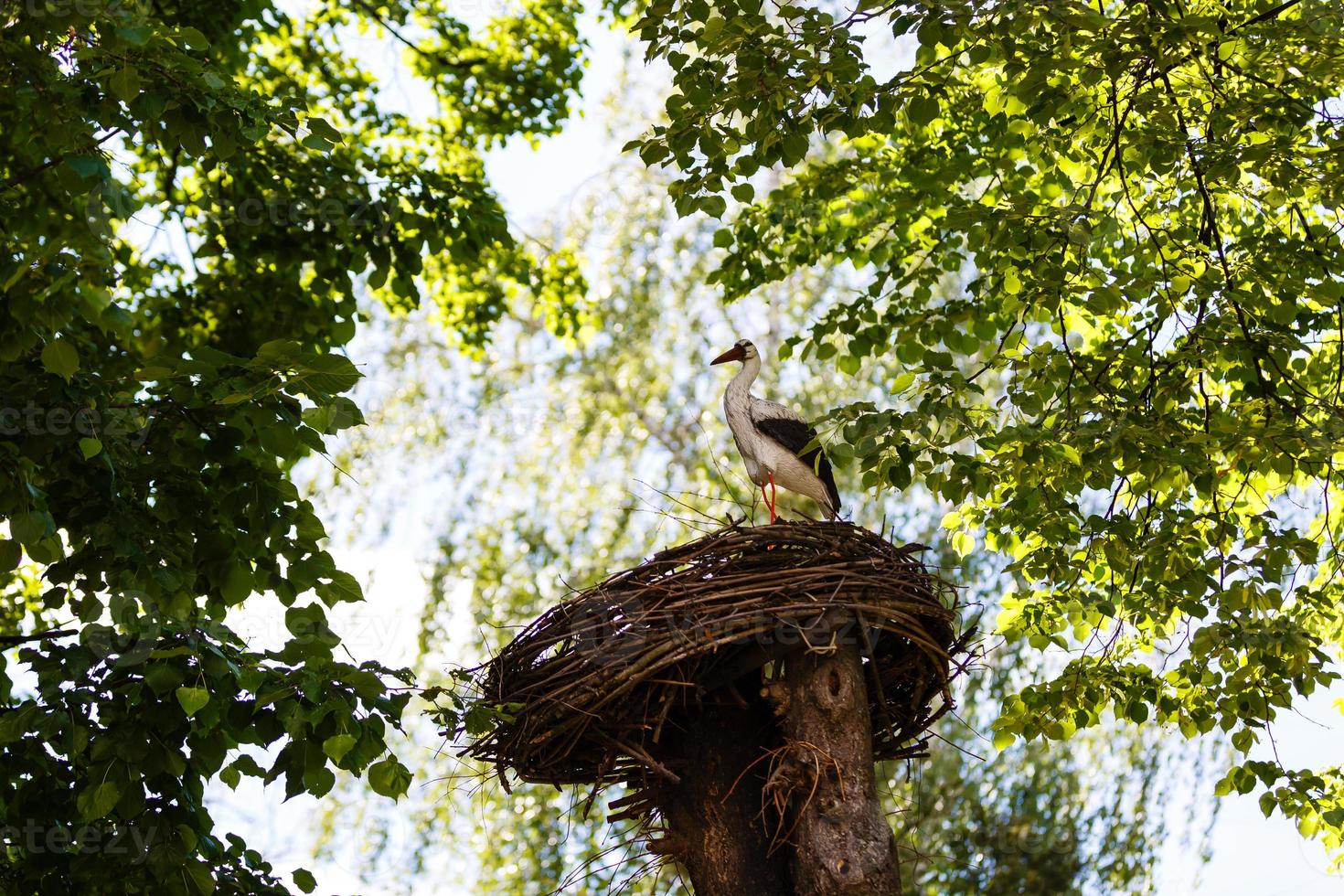 storks in a nest photo