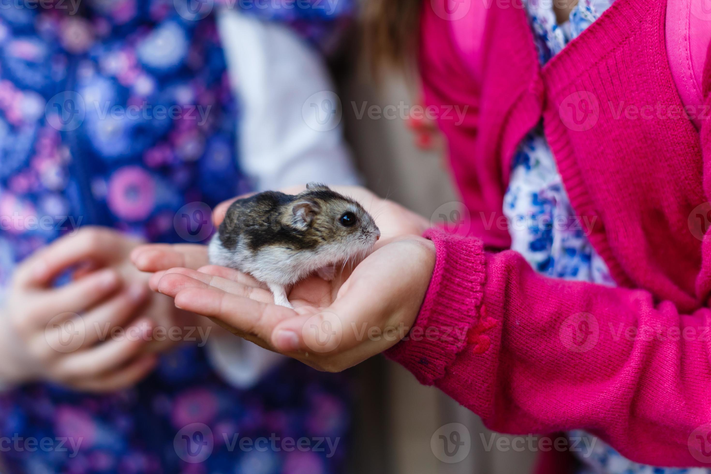 Hamster hold hands girl held stance that it will deliver to the people