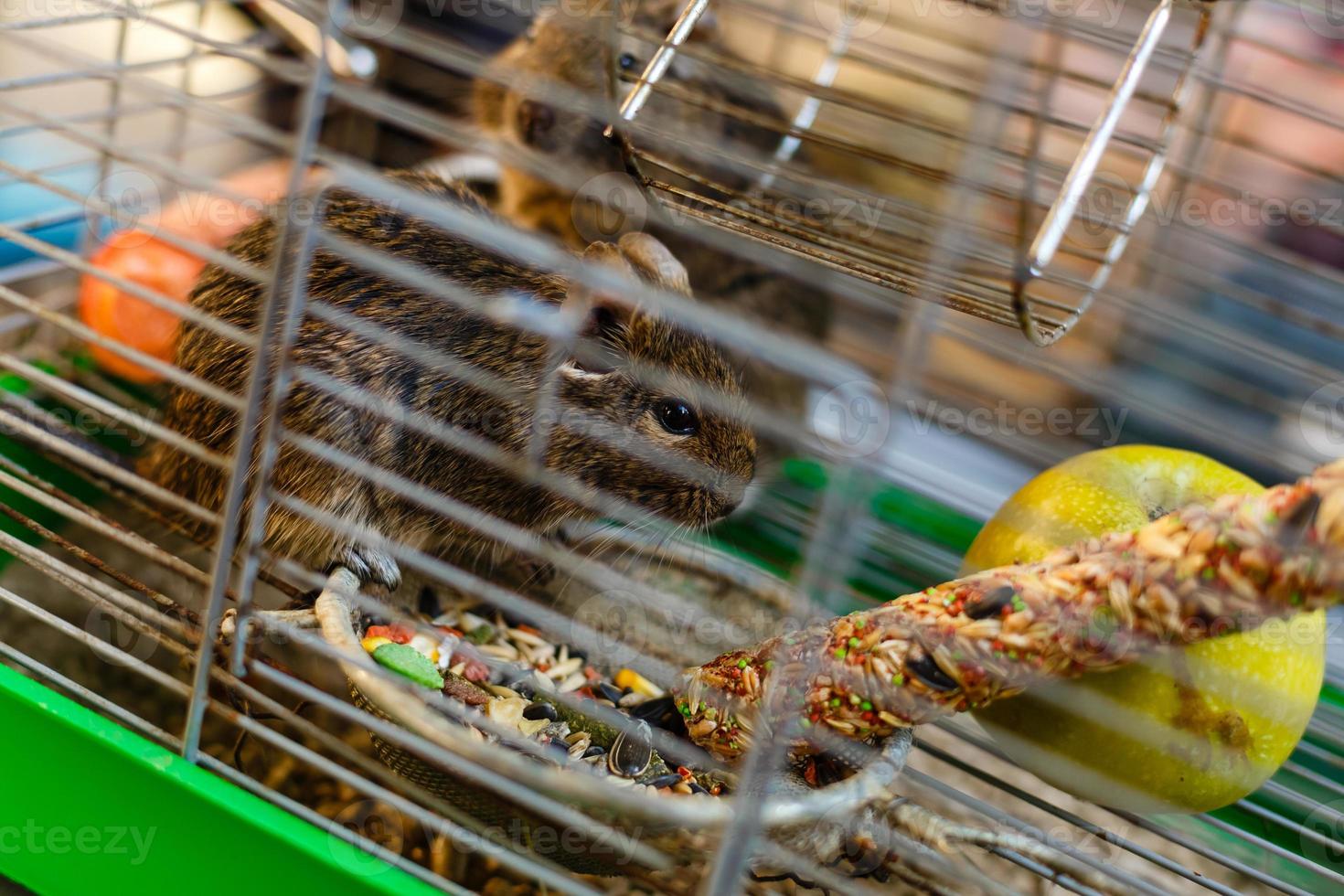 animal, mammal, nutria, rat, rodent, brown, close-up photo