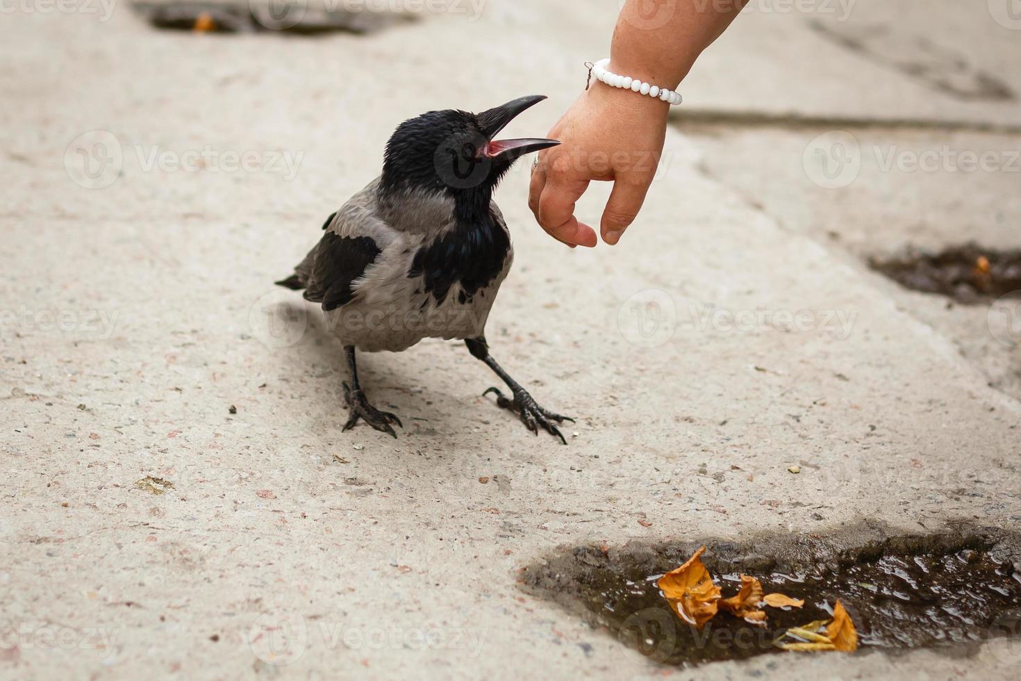 Crow grabs a bracelet of pearls with a woman's hand. City crow. photo