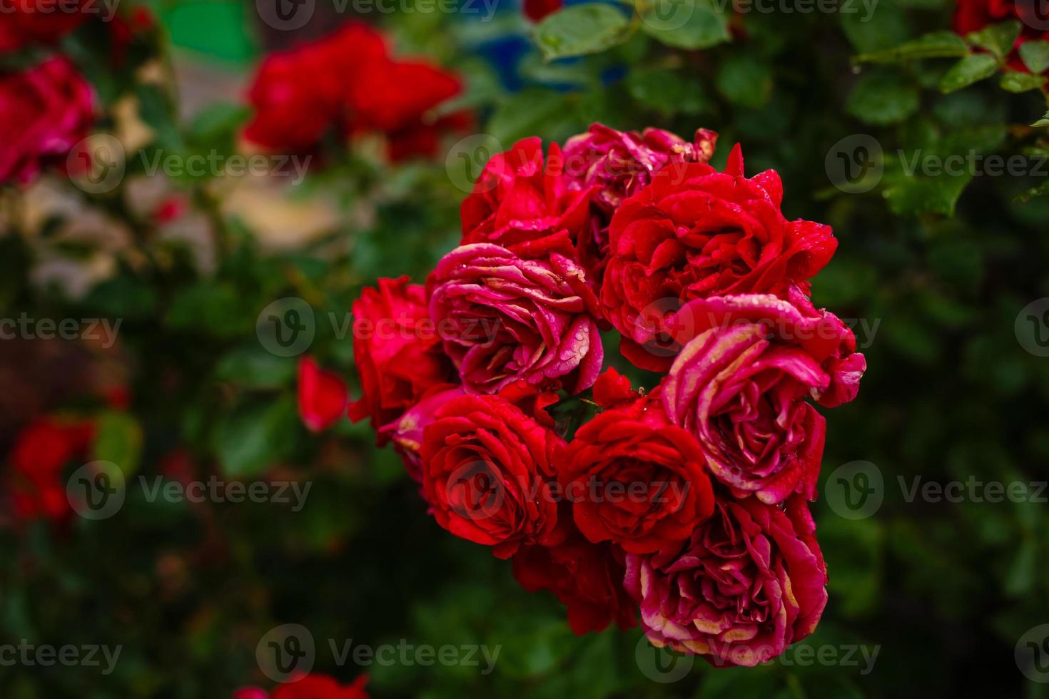 Bush of pink roses with drops of dew growing in garden. Pale red roses close up, green leafs bokeh background. photo