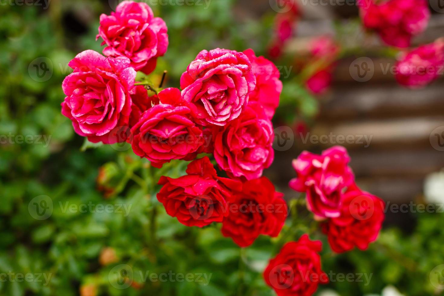 Bush of pink roses with drops of dew growing in garden. Pale red roses close up, green leafs bokeh background. photo