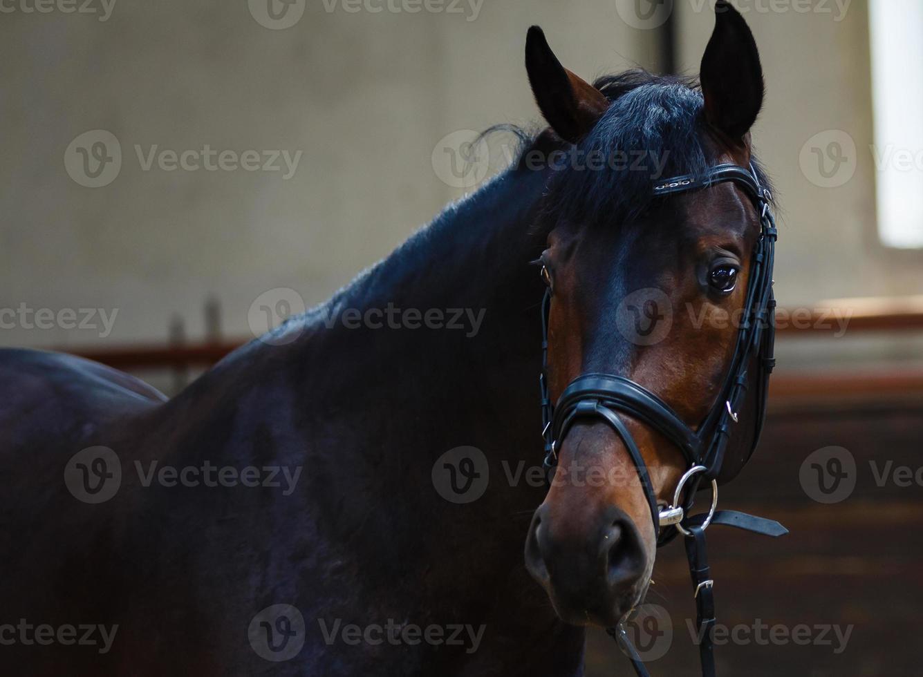 Brown horse with muzzle standing in the stable photo
