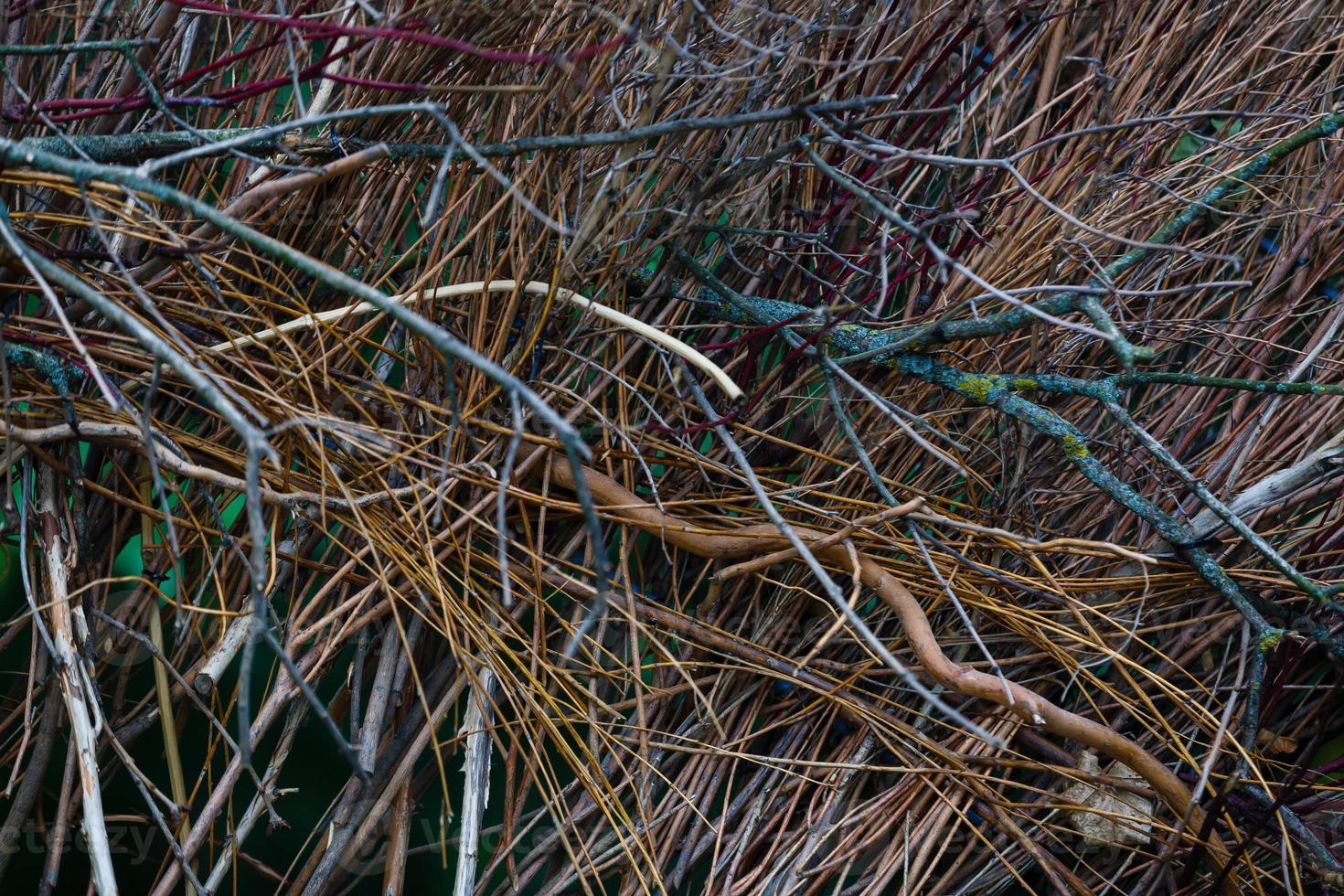 Branch texture. Dry branches texture. Dry branch background texture. photo