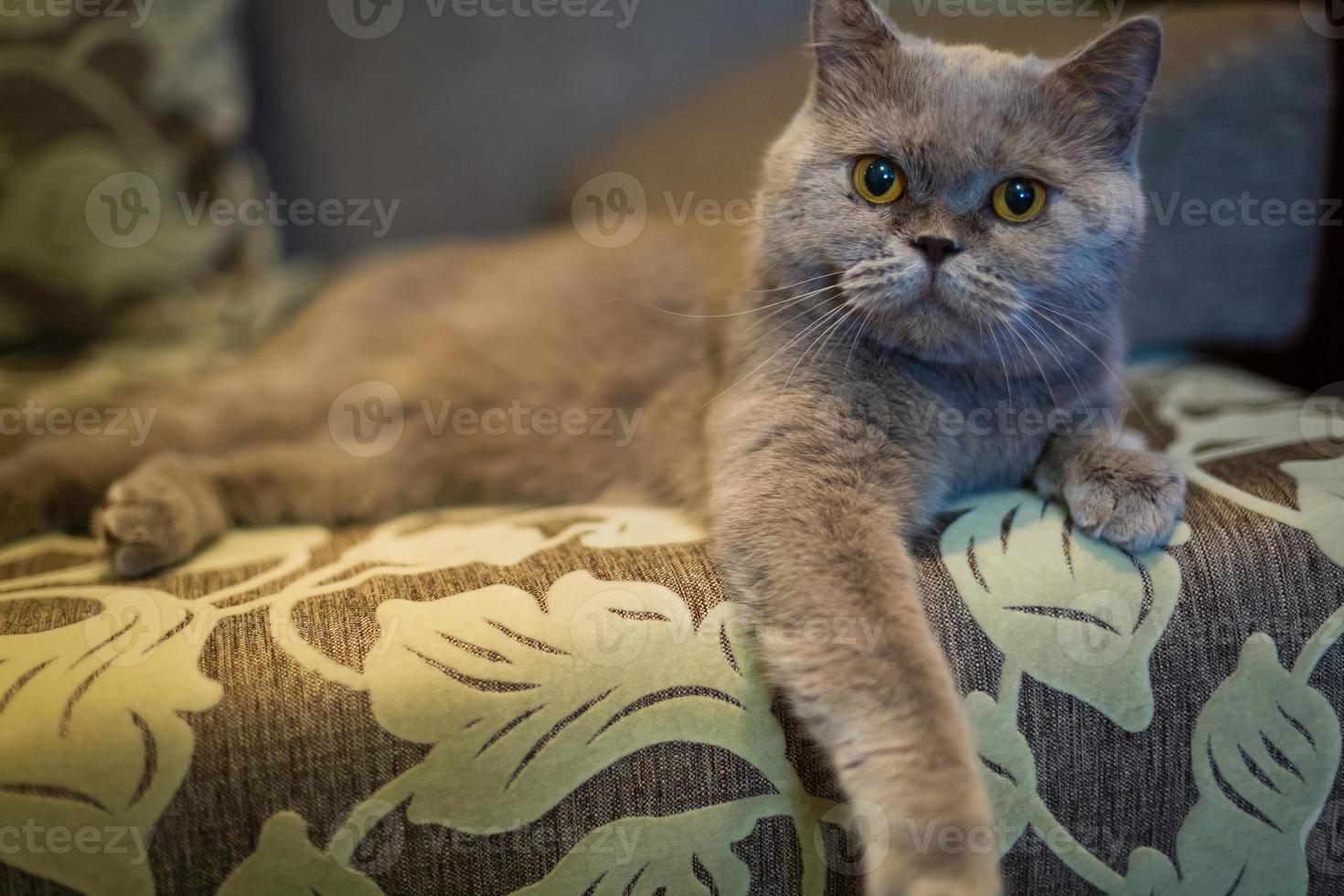 grey cat lay down relaxly on sofa - soft and selected focus photo