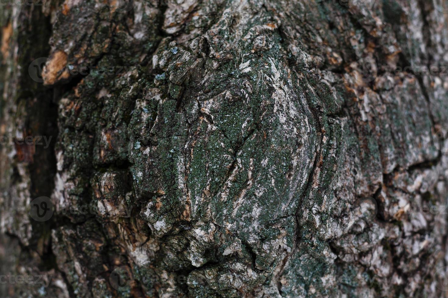 The railroad line at sunrise old tree bark with a circular texture of an photo