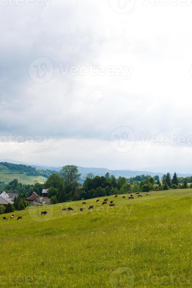 few cows grazing on hillside meadow. fence on rural fields near the forest. beautiful countryside summer landscape photo