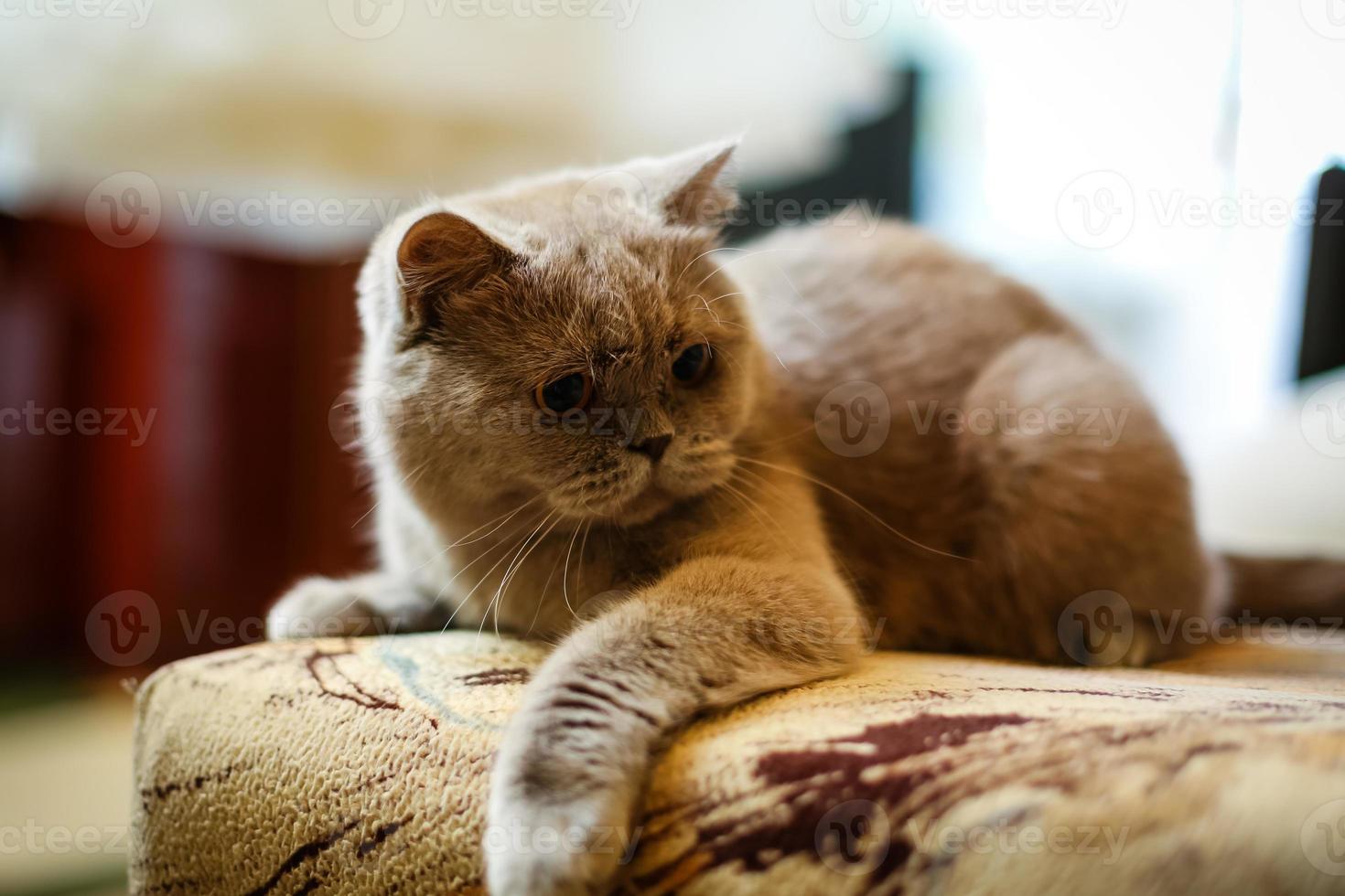 grey cat lay down relaxly on sofa - soft and selected focus photo
