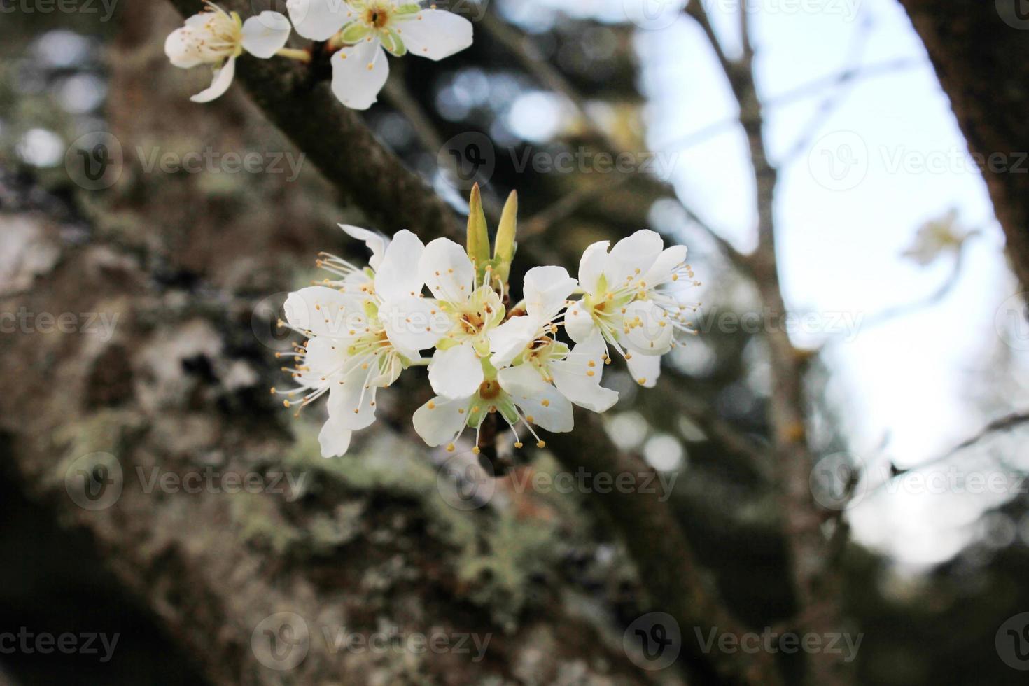 White plum blossom in spring, April. photo