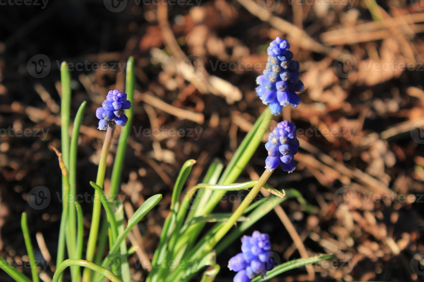 Grape Hyacinth, Muscari armeniacum, Muscari, purple flowers on the ground There is sunlight in the background, blurring. photo