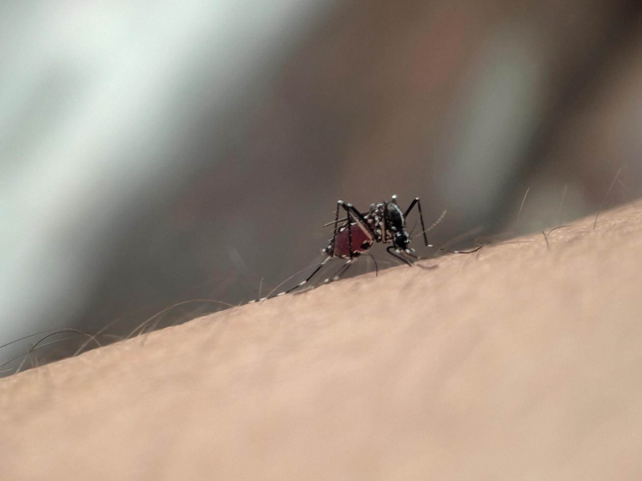 a mosquito that sucks blood from human skin photo
