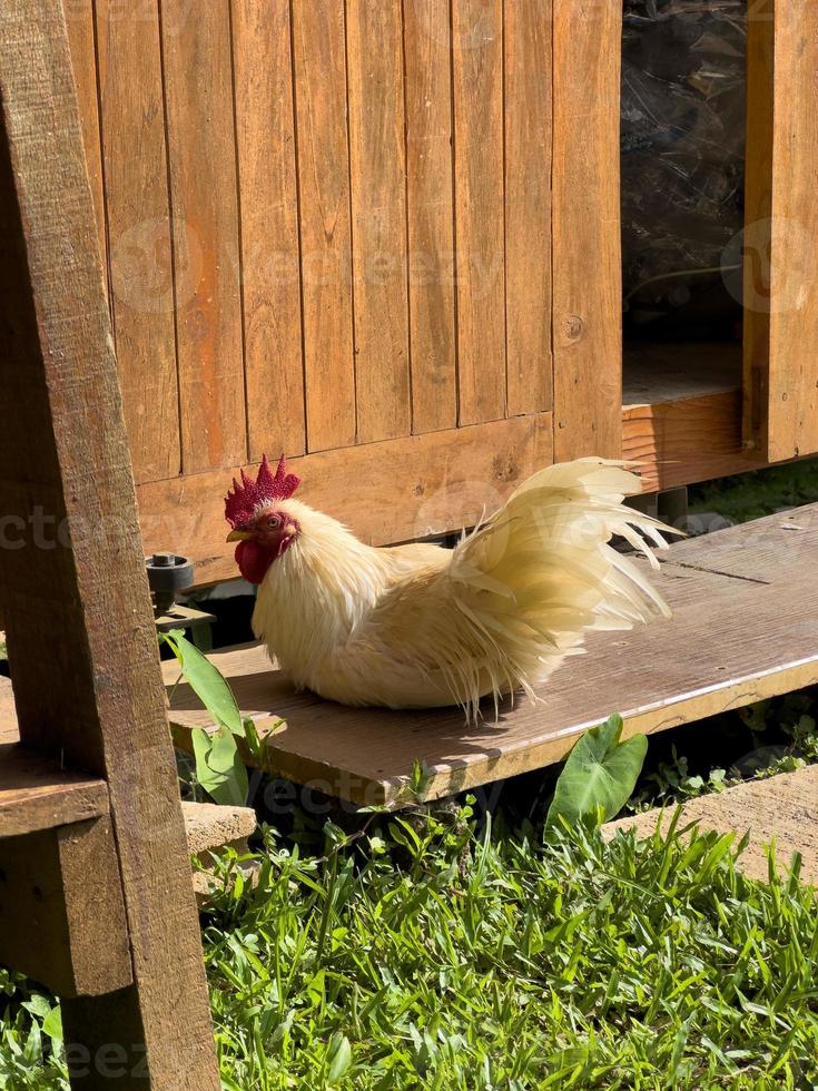 white rooster in the garden photo