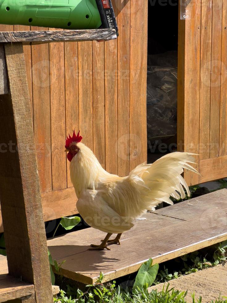 pollo o gallina blanca foto