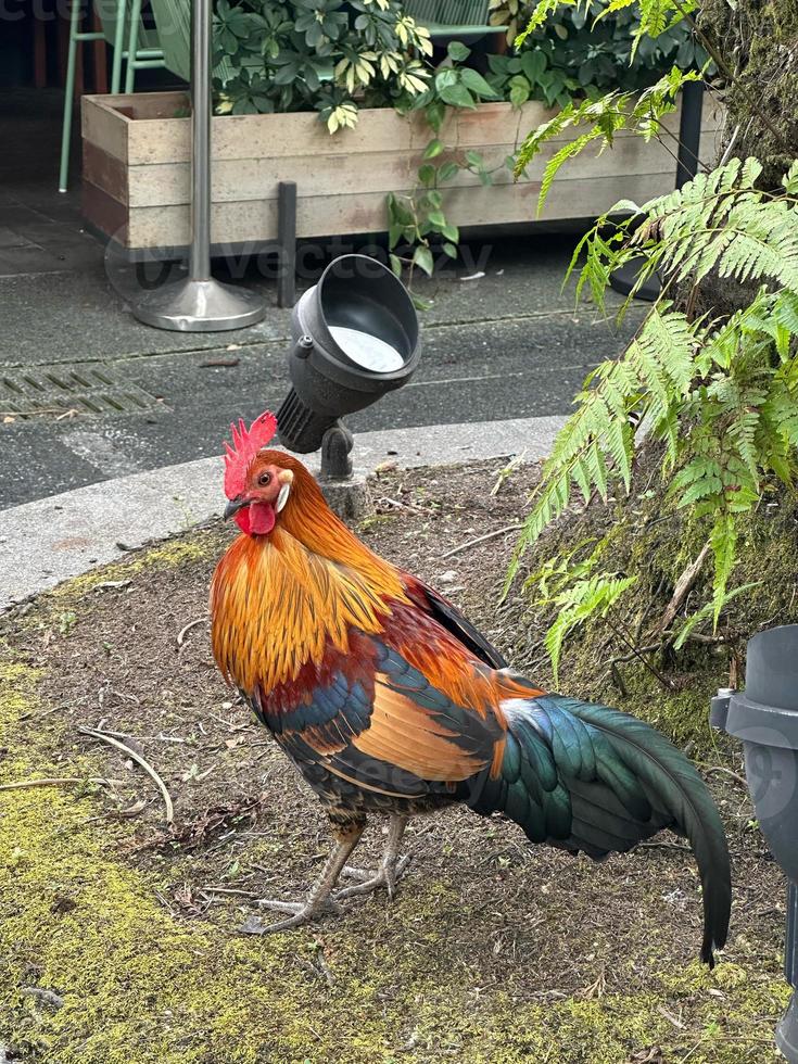 gallo en el jardin foto