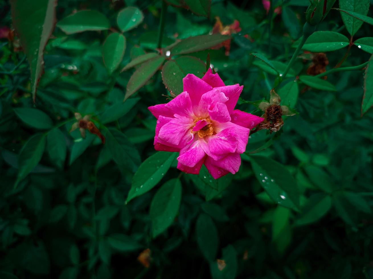 primer plano de una hermosa flor rosa brillante con una mirada relajante a los ojos foto