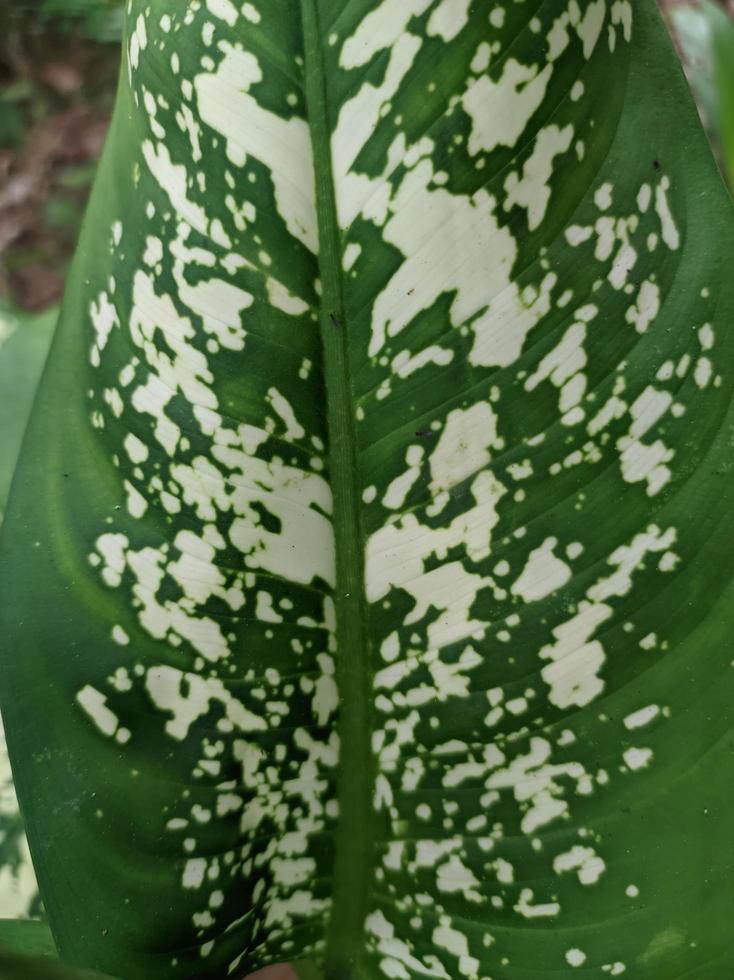 textura de fondo de planta de hoja de fortuna de sri foto