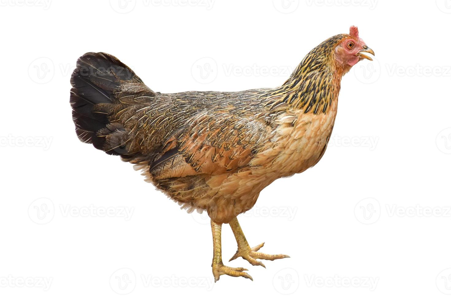 Clipping path. Close up of Brown hen isolated on background view. Full body hen stand view. Chicken hen. Farm animals. photo