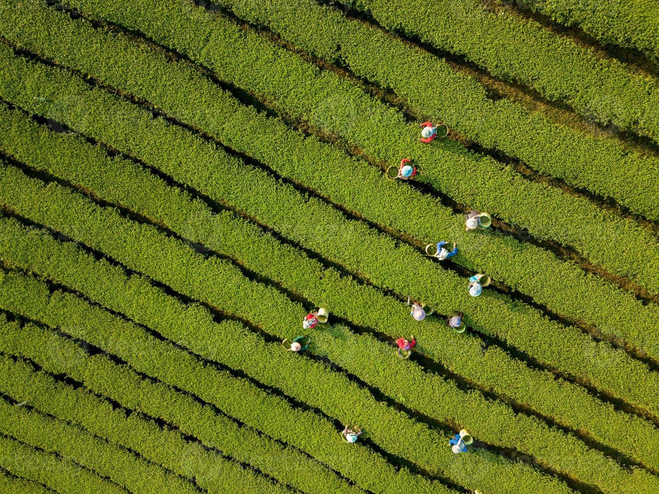 vista aérea del agricultor recogiendo licencia de té por la mañana a lo largo de la montaña de la ladera para la cosecha foto
