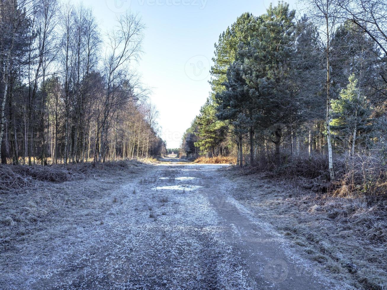 mañana helada en allerthorpe woods, east yorkshire, inglaterra foto