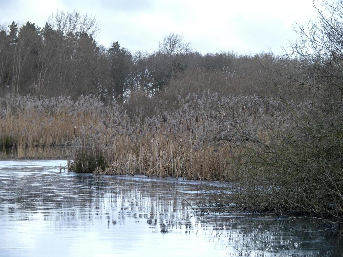 Lago helado y juncos en tophill low, driffield, East Yorkshire, Inglaterra foto