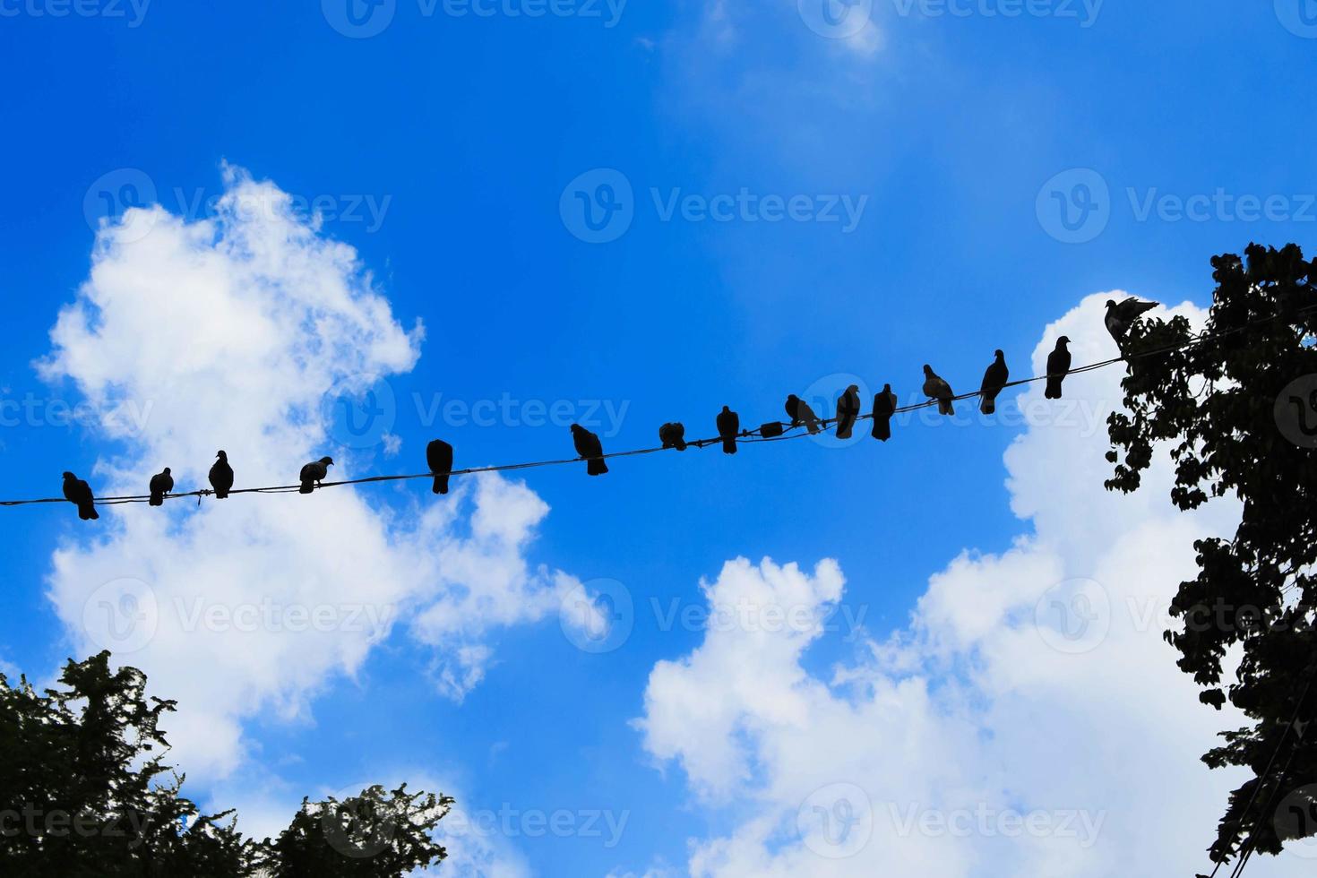 Many birds are on the line, Silhouet photo