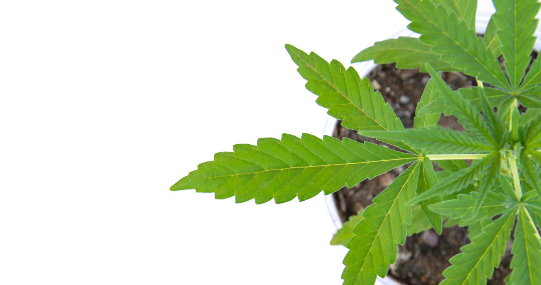 marijuana leaf green white background  top view copy space marijuana plant photo