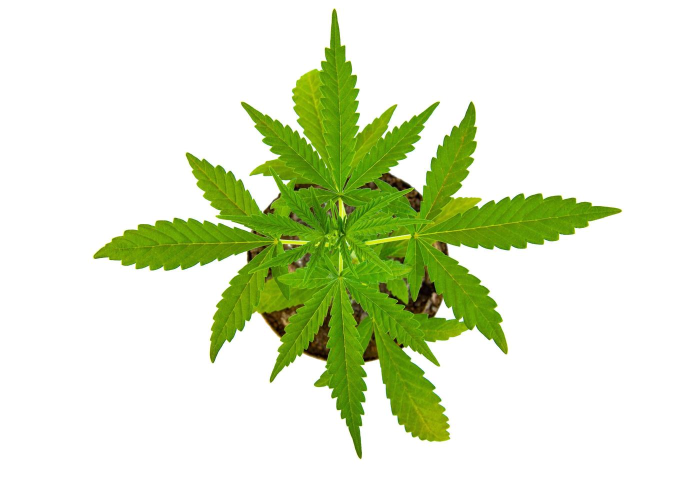 green marijuana leaf isolated white background photo