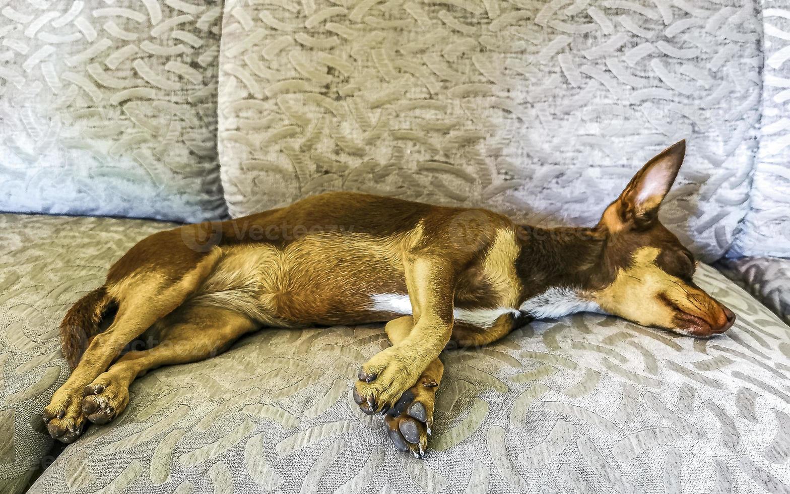 retrato de perro terrier de juguete ruso mientras está cansado y duerme méxico. foto