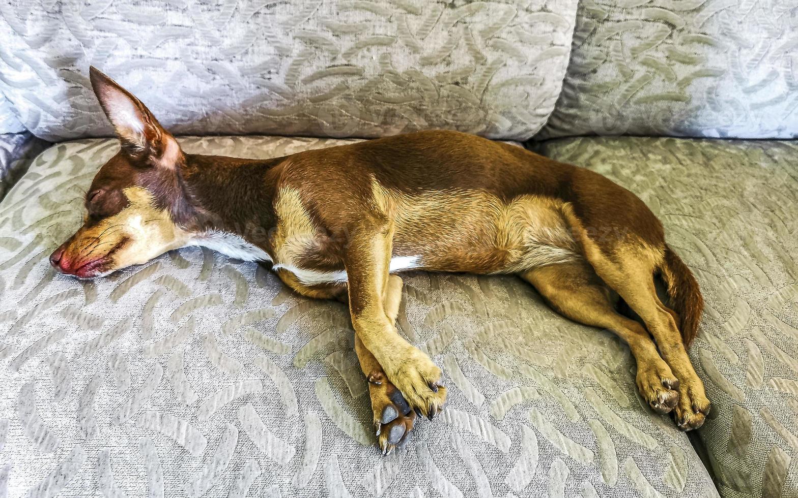 Russian toy terrier dog portrait while tired and sleeps Mexico. photo