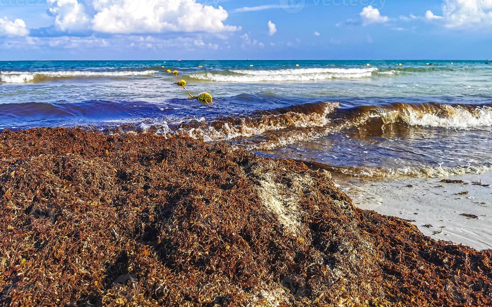 Beautiful Caribbean beach totally filthy dirty nasty seaweed problem Mexico. 17664014 Stock