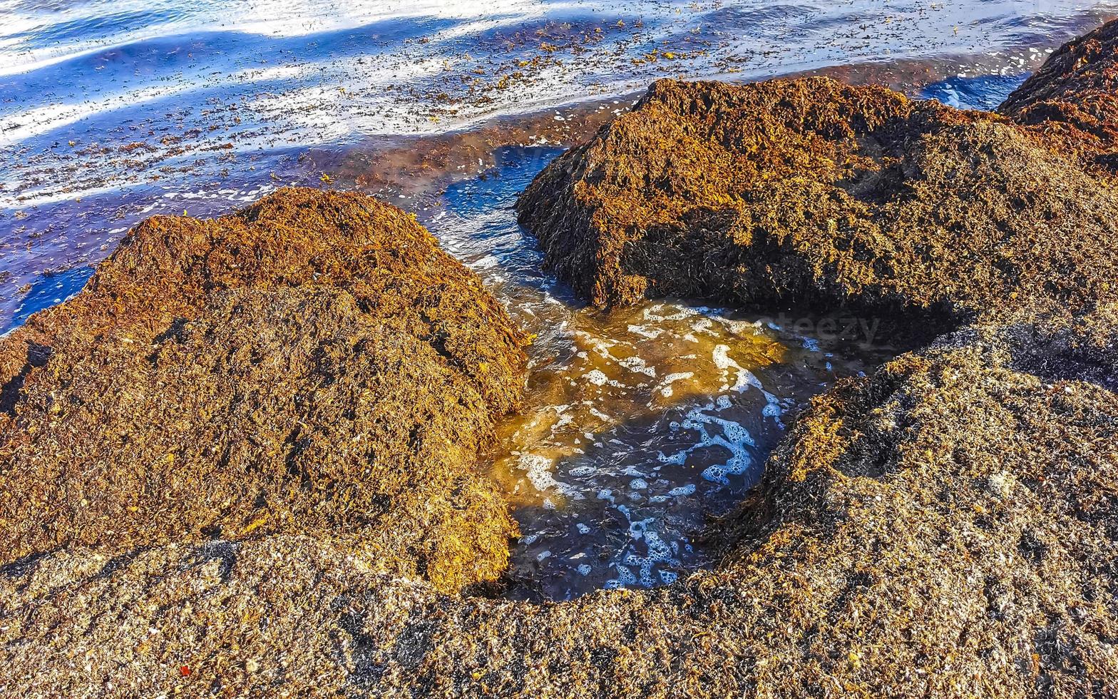 Beautiful Caribbean beach totally filthy dirty nasty seaweed problem Mexico. photo