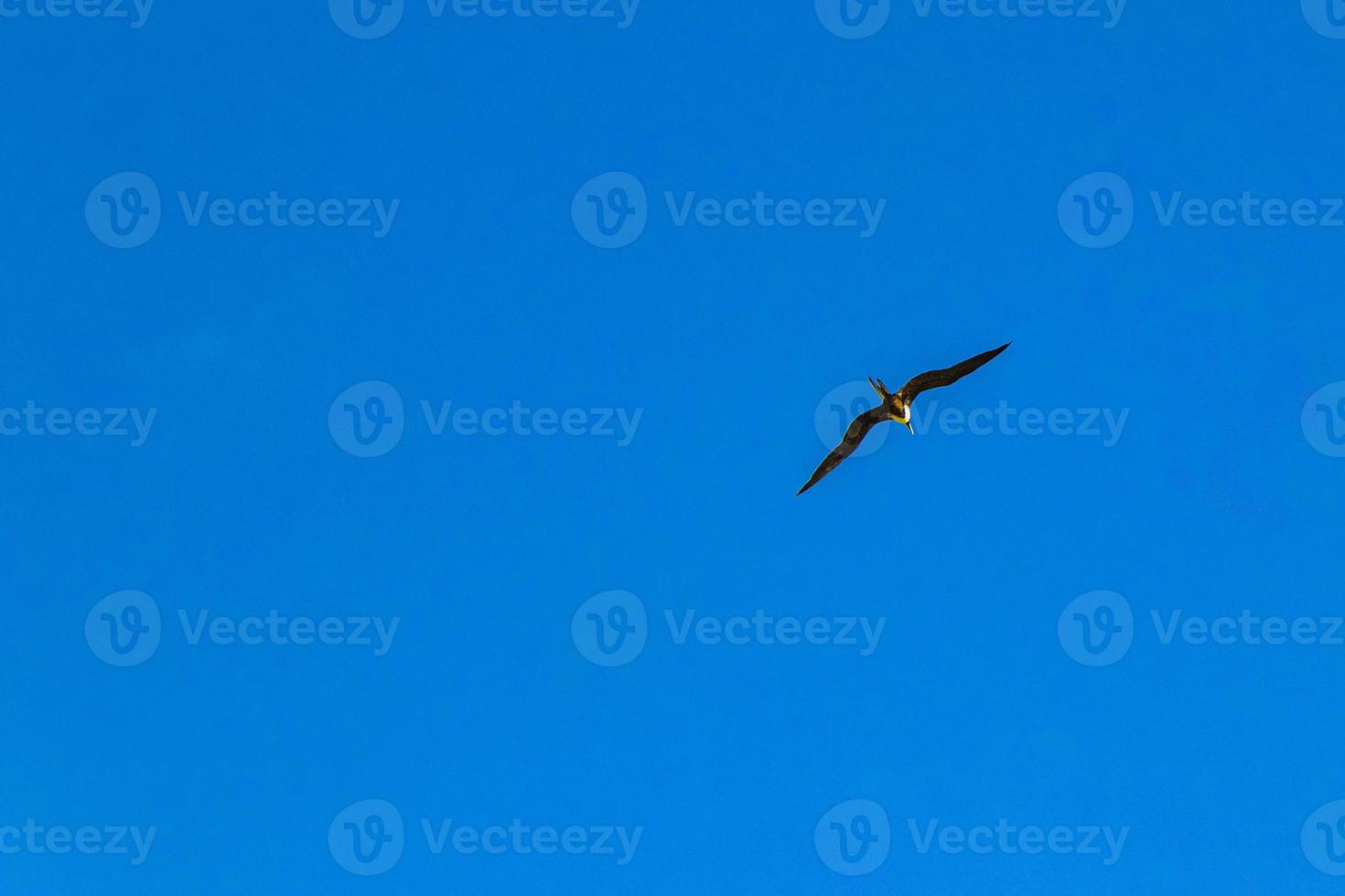 Fregat birds flock fly blue sky clouds background in Mexico. photo