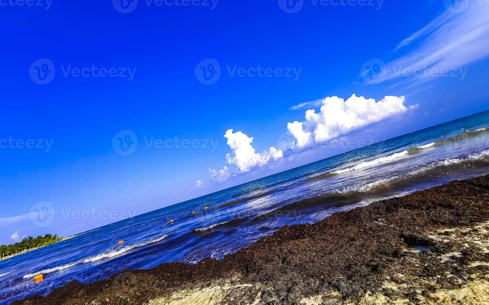 Beautiful Caribbean beach totally filthy dirty nasty seaweed problem Mexico. photo