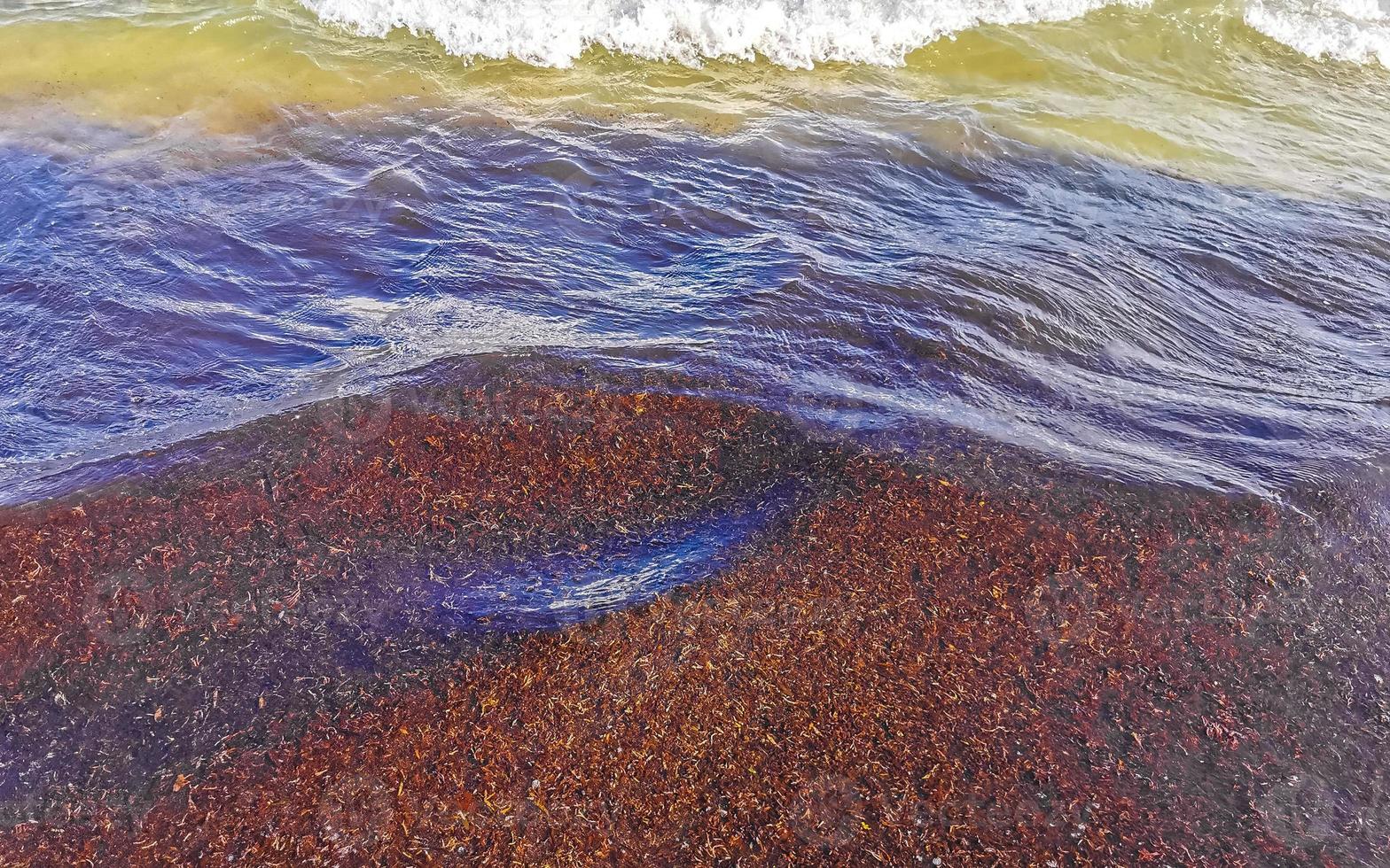 Beautiful Caribbean beach totally filthy dirty nasty seaweed problem Mexico. photo