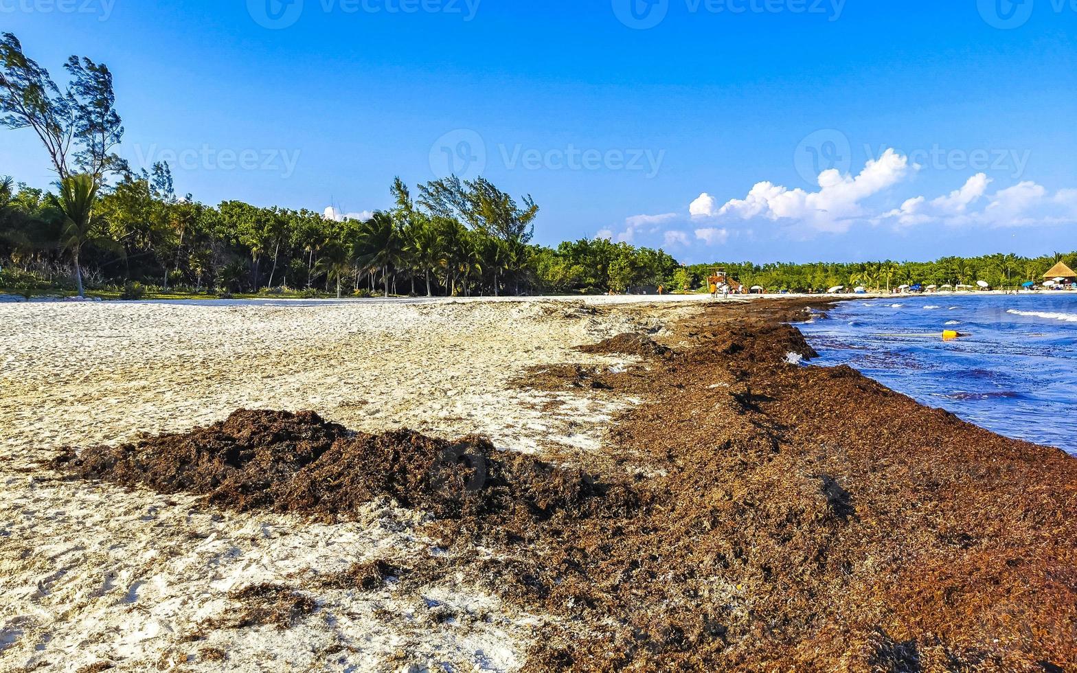 Beautiful Caribbean beach totally filthy dirty nasty seaweed problem Mexico. photo