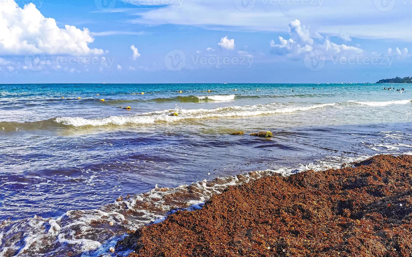 Beautiful Caribbean beach totally filthy dirty nasty seaweed problem Mexico. photo