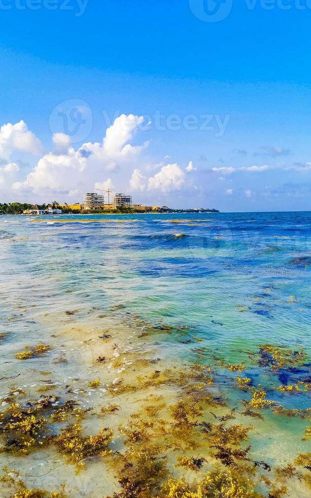 caribe tropical playa agua algas sargazo playa del carmen mexico. foto