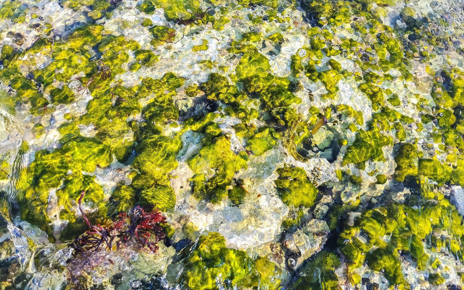 piedras rocas corales turquesa verde azul agua playa mexico. foto