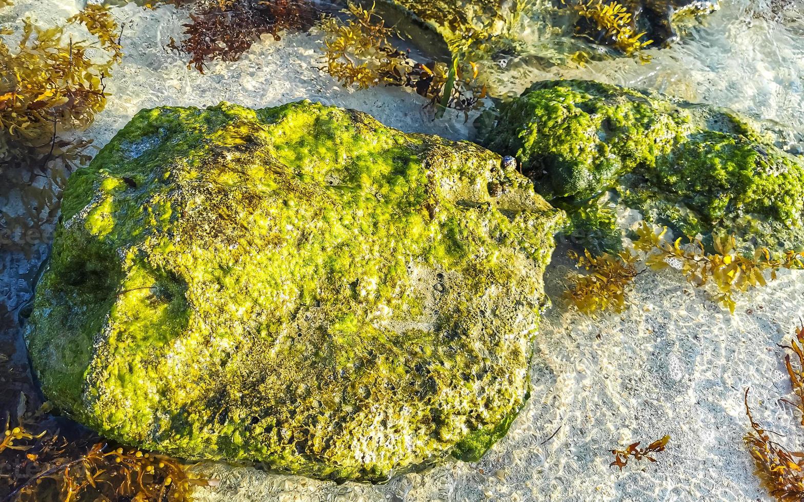 piedras rocas corales turquesa verde azul agua playa mexico. foto