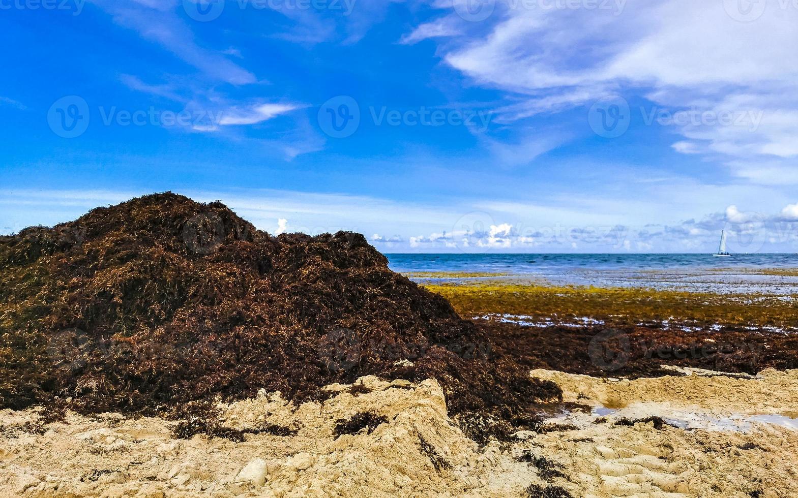 Beautiful Caribbean beach totally filthy dirty nasty seaweed problem Mexico. 17664565 Stock