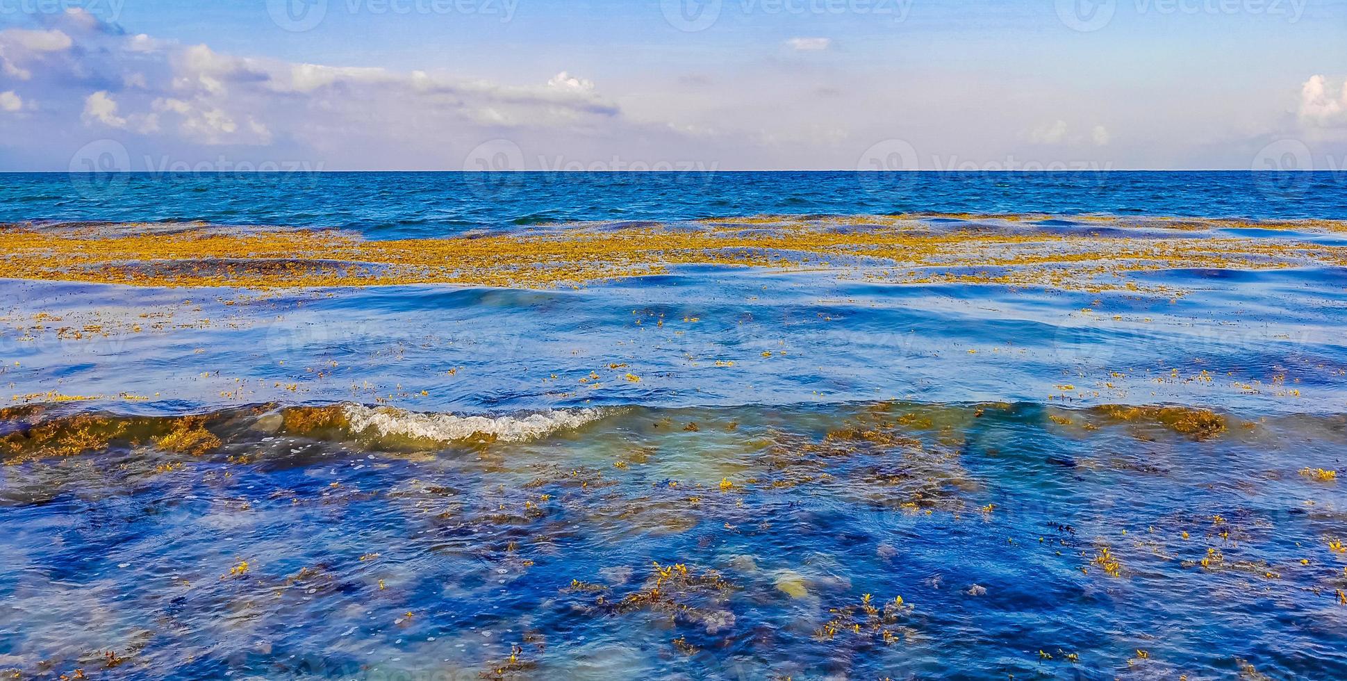 Beautiful Caribbean beach totally filthy dirty nasty seaweed problem Mexico. photo