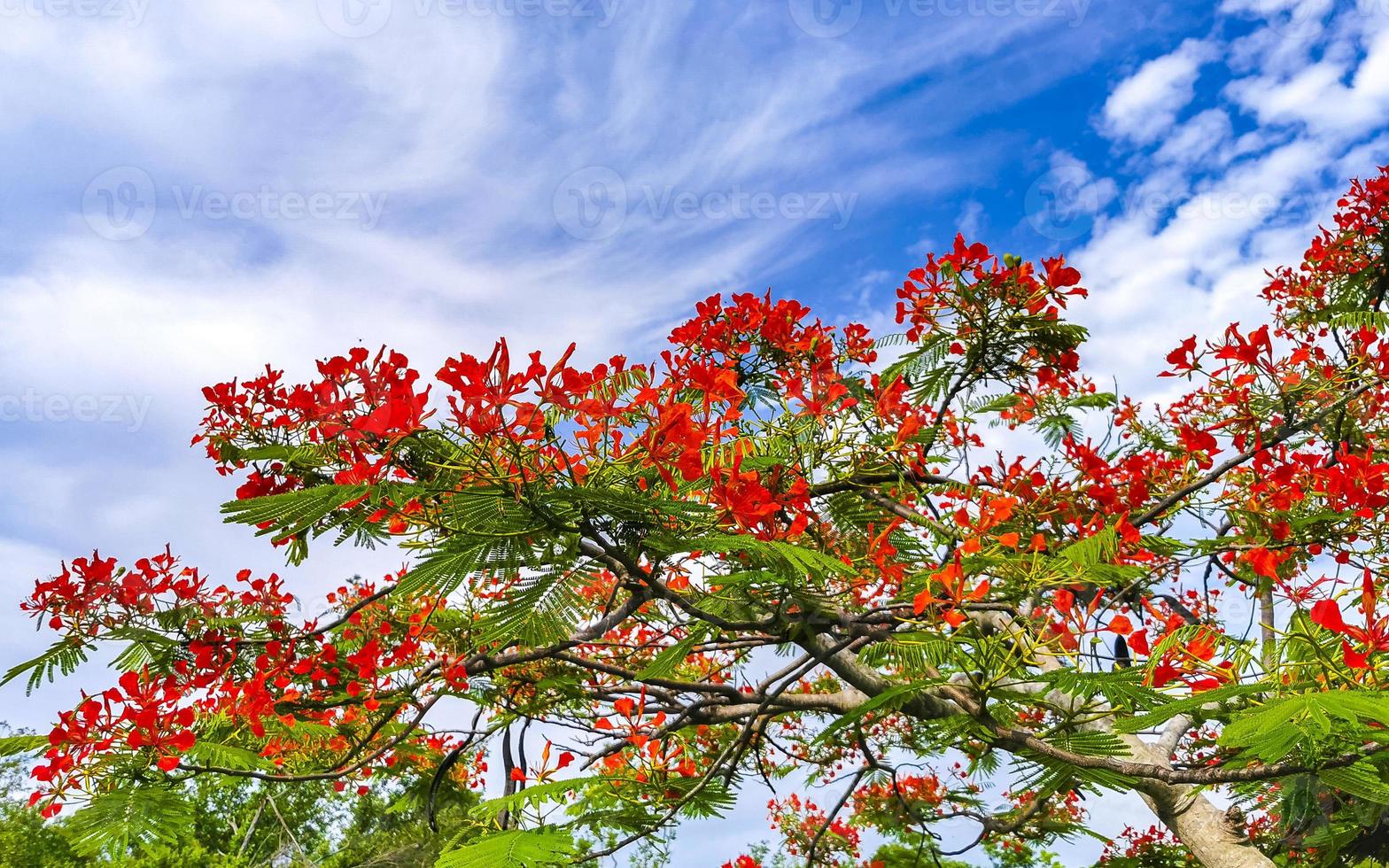 Beautiful tropical flame tree red flowers Flamboyant Delonix Regia Mexico. photo