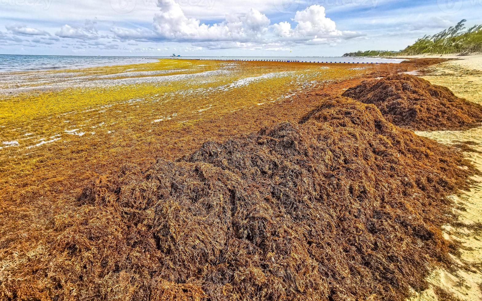 Beautiful Caribbean beach totally filthy dirty nasty seaweed problem Mexico. photo