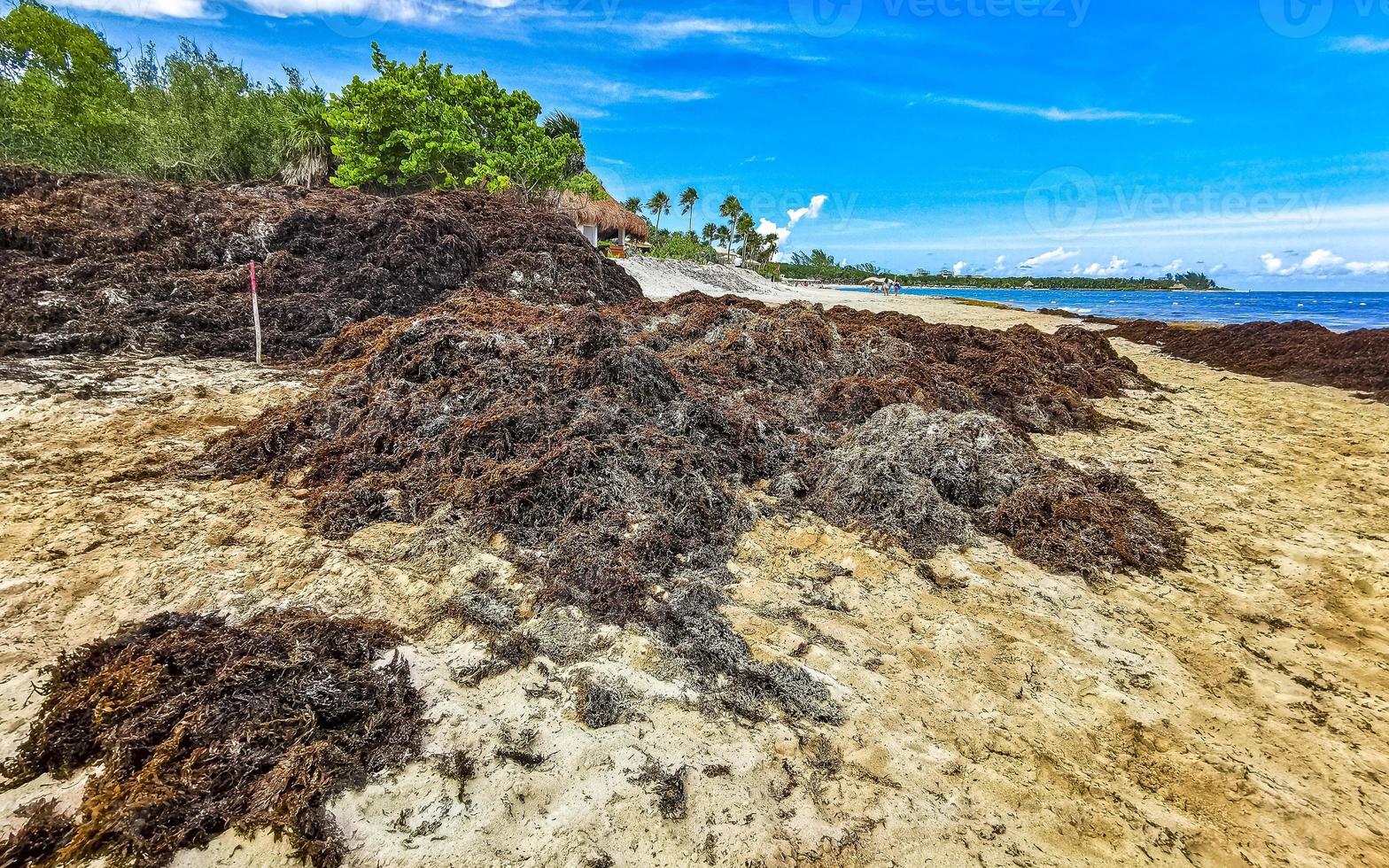 Beautiful Caribbean beach totally filthy dirty nasty seaweed problem