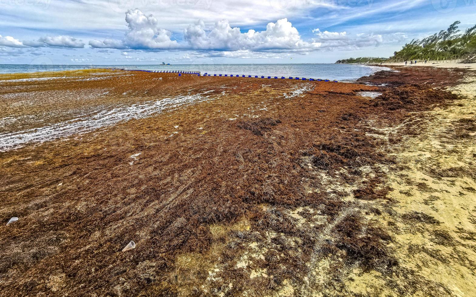 Beautiful Caribbean beach totally filthy dirty nasty seaweed problem Mexico. 17664614 Stock
