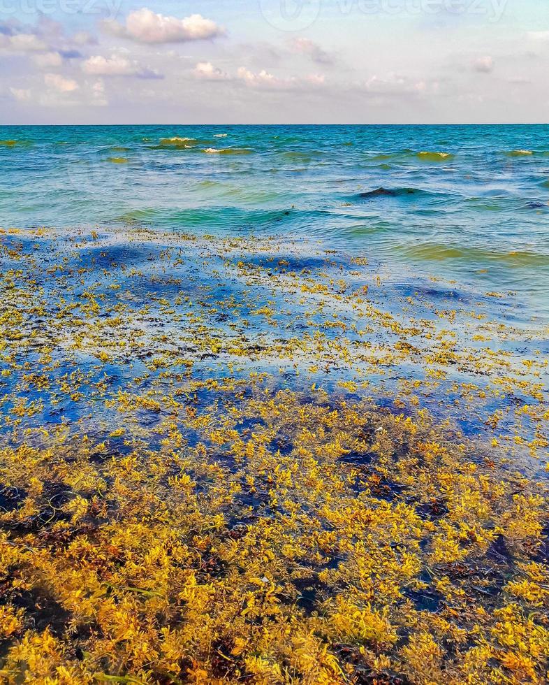 Beautiful Caribbean beach totally filthy dirty nasty seaweed problem Mexico. photo