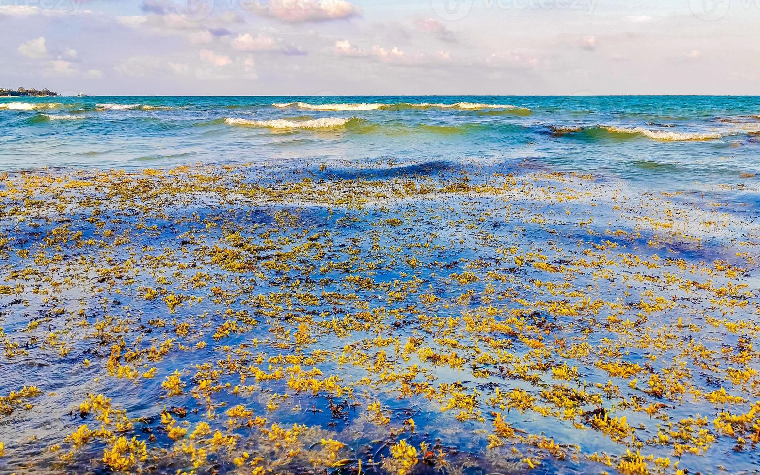 hermosa playa caribeña totalmente sucia sucio asqueroso problema de algas mexico. foto