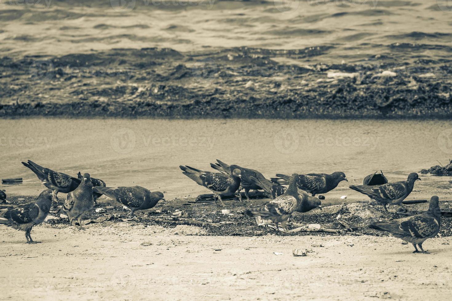 palomas aves comen de varados lavados basura contaminación brasil. foto