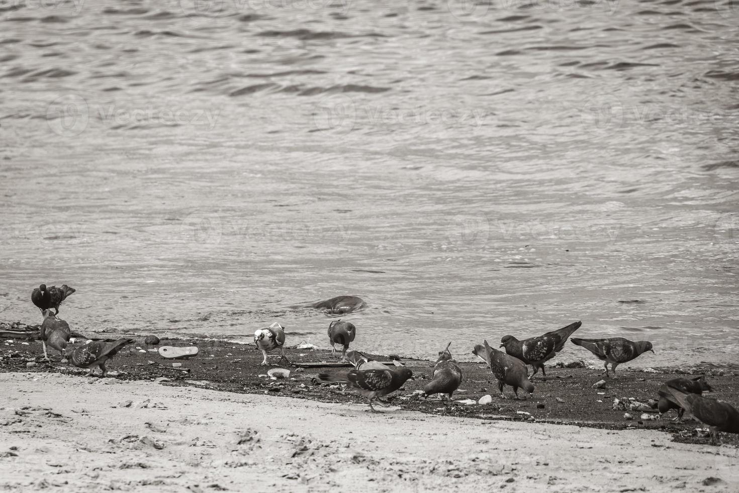 palomas aves comen de varados lavados basura contaminación brasil. foto