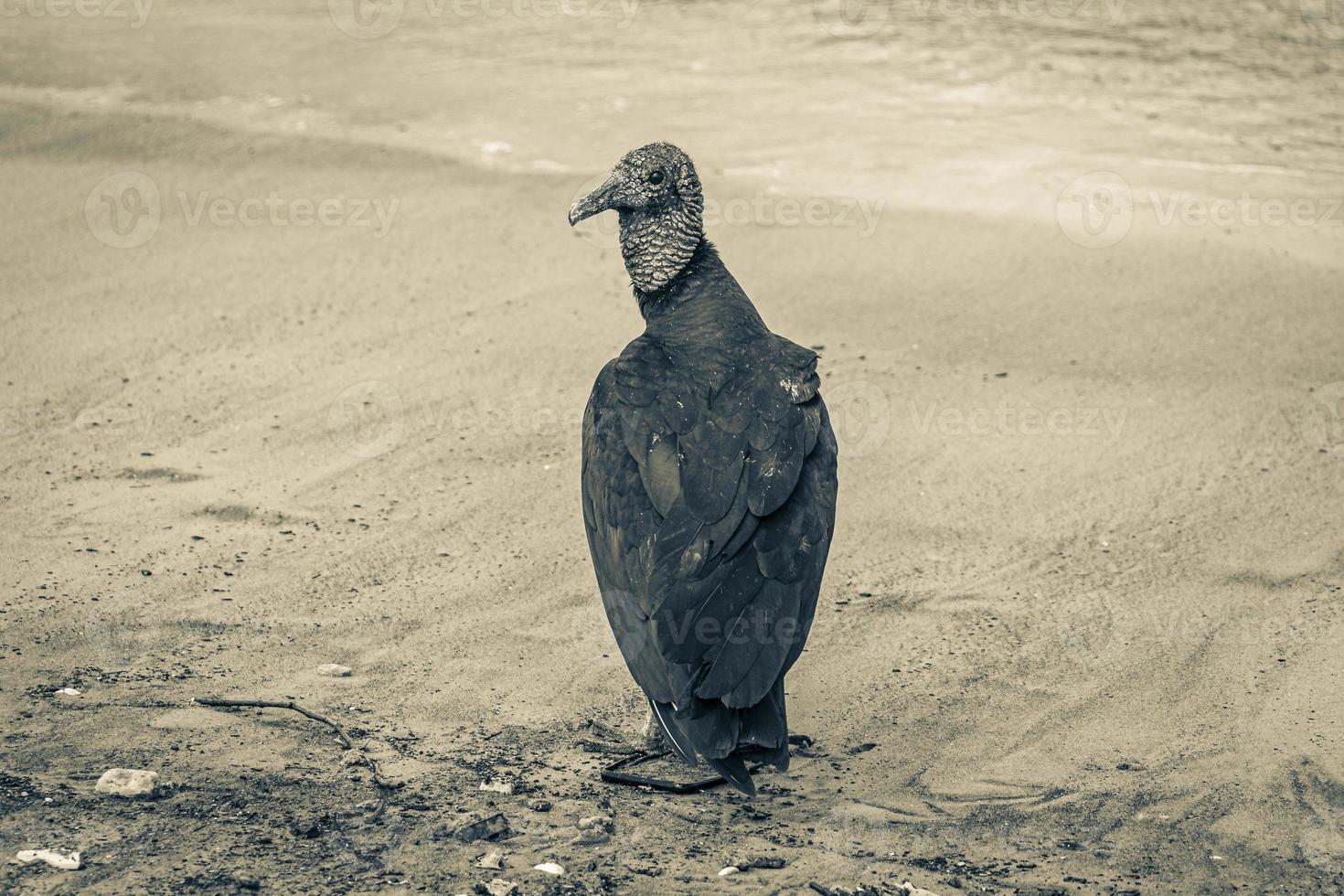 Tropical Black Vulture on Botafogo Beach Rio de Janeiro Brazil. photo